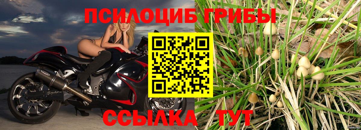 Псилоцибиновые грибы Magic Shrooms  где купить наркоту  Вход с VPN  Великий Новгород  Псилоцибиновые грибы Psilocybe 